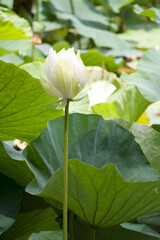 White Lotus