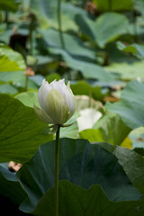 White Lotus