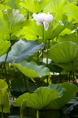 White Lotus