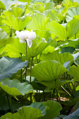 White Lotus