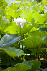 White Lotus