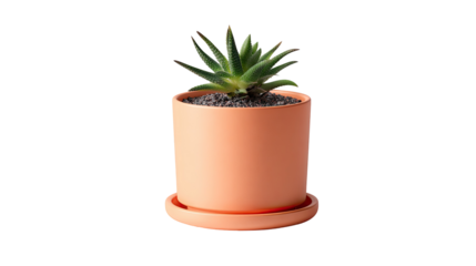 Coral-colored ceramic pot with succulent plant