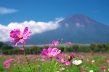 Obraz premium 山梨県のコスモス畑と富士山