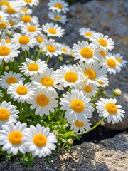 Obraz premium Cluster of White Daisies with Yellow Centers Growing Among Rocks