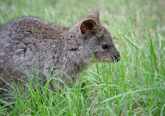 クオッカ(動物園)