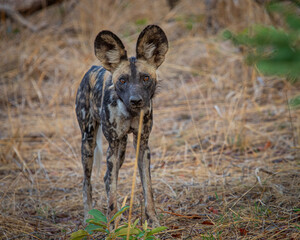 African Wild Dog in Kafue NP Zambia