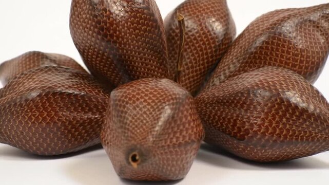 snake in front of white background