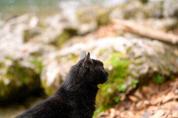 Side view of black cat outdoors