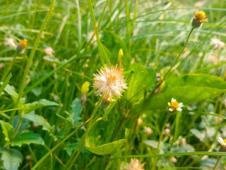 Wild Dandelion or called Crassocephalum crepidioides (Benth.) S. Moore, White thick head seed on grass and plants blur background