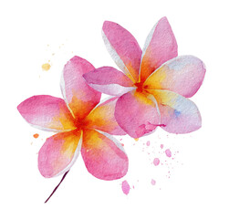 Fototapeta premium Two pink plumeria flowers, watercolor style, with splashes of color