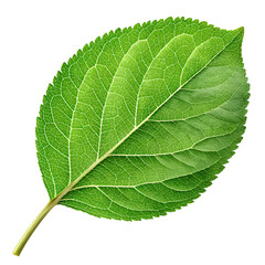 Obraz premium Green apple with leaf isolated on transparent background, fresh fruit close-up, vibrant green apple image, nature and health, apple leaf details, isolated apple on clear backdrop
