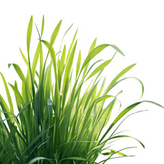 Fototapeta premium Green grass on transparent background featuring spring or summer plant lawn png nature scenery png lush greenery png eco-friendly garden png vibrant grass blades png isolated background image