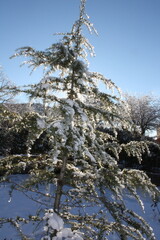 snow covered tree