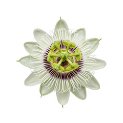 Pristine passion fruit flower in full bloom, symmetrical, intricate white petals, purple and white filaments, green stamens, pistils, on plain transparent background. Botanical perfection concept.