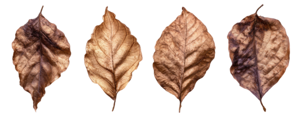 Four dried, brown leaves against a dark background