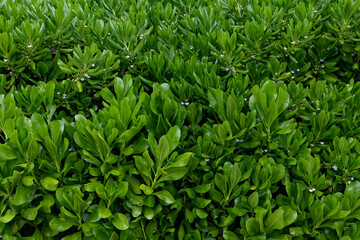 Green tropical hedge with small white flowers
