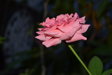 Obraz premium Pink rose in the dark