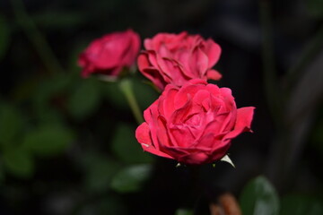 Red rose in the dark