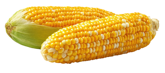 Two ears of yellow corn, with light green husks, are presented side by side