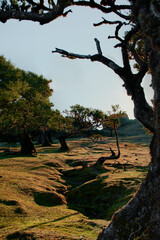 dreamy sunrise with trees