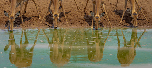 Impalas drinking water in South Luangwa Zambia