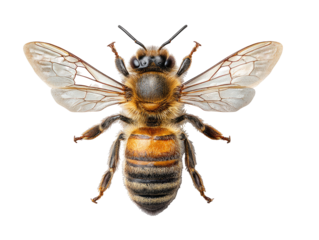 Close-up of a honeybee with outstretched wings