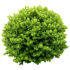 Obraz premium Lush Green Bush Sphere Isolated Black Background, isolated on a transparent background