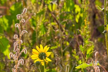 Superbloom of Common Sunflower, Helianthus annuus, in a field in Flagstaff, Arizona.