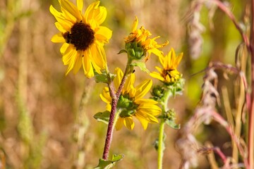 Superbloom of Common Sunflower, Helianthus annuus, in a field in Flagstaff, Arizona.A bee is gathering nectar. 