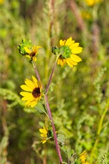 Superbloom of Common Sunflower, Helianthus annuus, in a field in Flagstaff, Arizona.