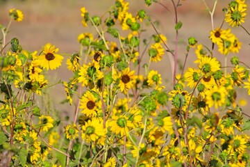 Obraz premium Superbloom of Common Sunflower, Helianthus annuus, in a field in Flagstaff, Arizona.