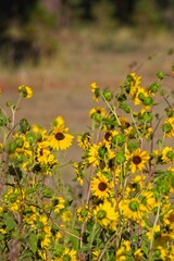 Superbloom of Common Sunflower, Helianthus annuus, in a field in Flagstaff, Arizona.