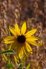 Superbloom of Common Sunflower, Helianthus annuus, in a field in Flagstaff, Arizona.