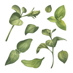 Collection of green leaves, flower stems with buds watercolor illustration. Petunia floral elements. Greenery flower clip art. Garden plants: leaves, branches, small flowers
