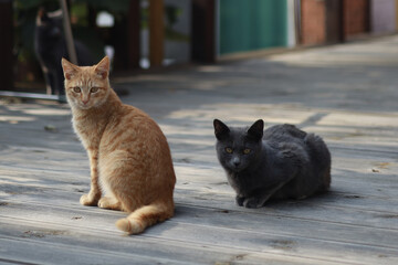 A yellow tabby cat and a black cat sit on the floor, their heads turned to look at the camera.