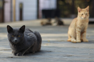 A black cat is sitting and looking straight ahead.