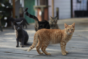 A yellow tabby cat stands up, looking sideways, and turns its head to look at the camera.