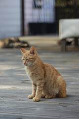 A kitten with yellow fur is sitting