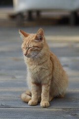 A kitten with yellow fur is sitting