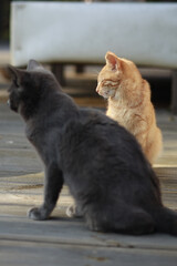 Behind the black cat, a yellow tabby cat has its eyes closed and its head turned to the side.