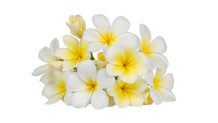 Obraz premium Close-Up of White and Yellow Plumeria Flowers on isolated transparent background suitable for funeral banner concepts