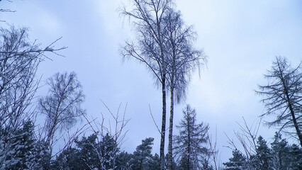 Winter forest landscape.