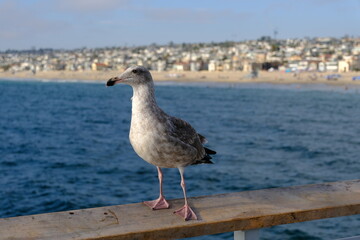 Seagull resting on coastal pier fence