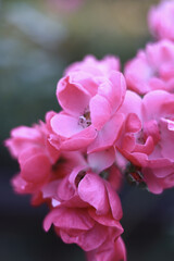 Small pink flowers are blooming in clusters.