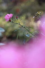 Small pink flowers bloom at the ends of the branches.