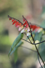 The firecracker vines(Mina lobata) are in full bloom.