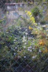 Wildflowers and grasses grow along the thin barbed wire fence.