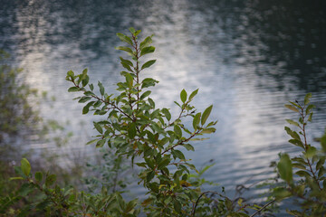There are branches full of green leaves against the backdrop of a blue lake.