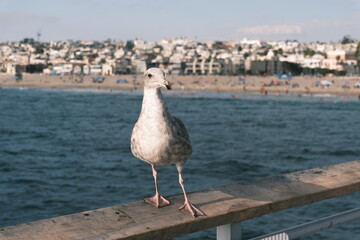 Moment of stillness - seagull on pier railing
