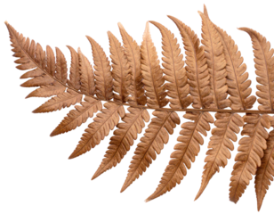 Pressed Fern Leaf Bookmark, isolated PNG